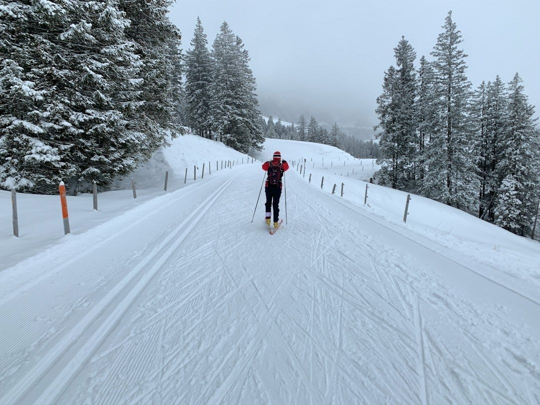 Skieur de fond avançant sur une piste enneigée bordée de sapins