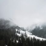 Forêt de montagne enneigée plongée dans un brouillard dense