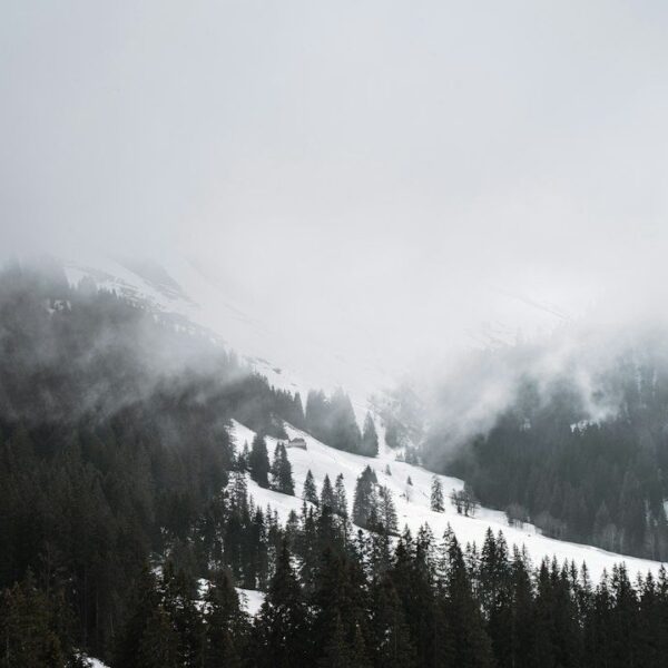 Forêt de montagne enneigée plongée dans un brouillard dense