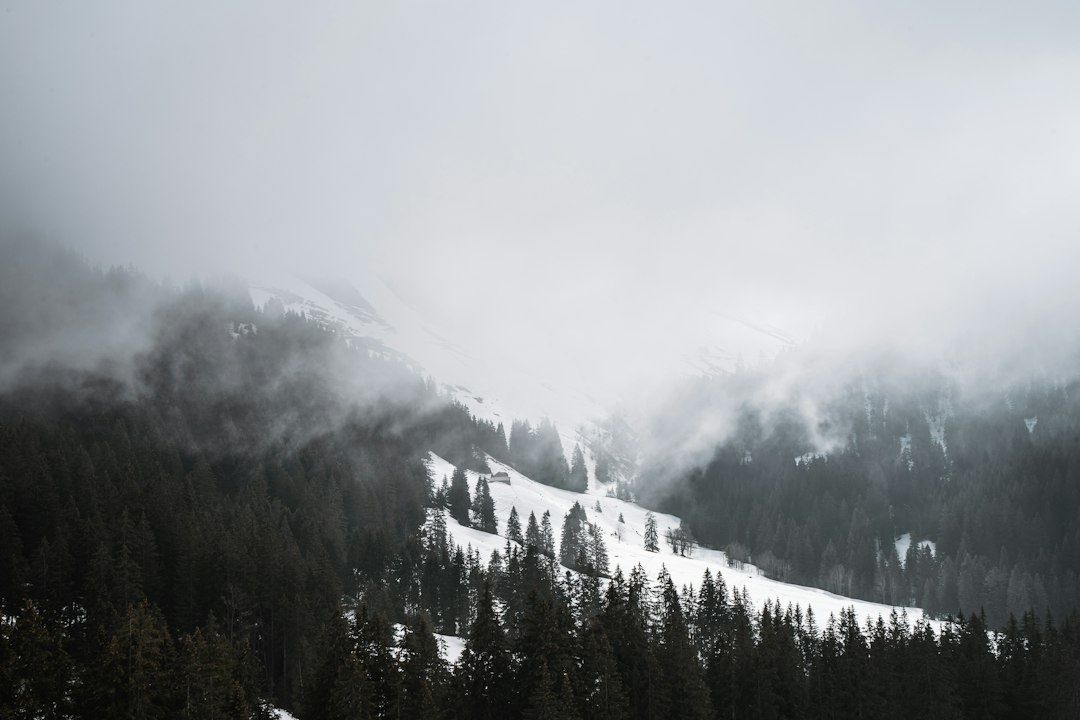 Forêt de montagne enneigée plongée dans un brouillard dense