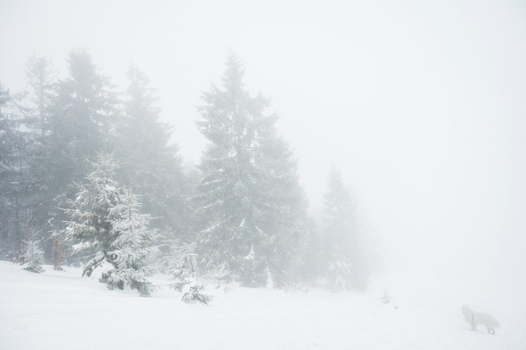 Forêt de conifères enneigée presque effacée par un brouillard blanc